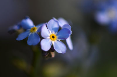 Close-up of purple flowers blooming outdoors