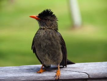 Close-up of bird perching on wood