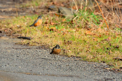 View of birds on land