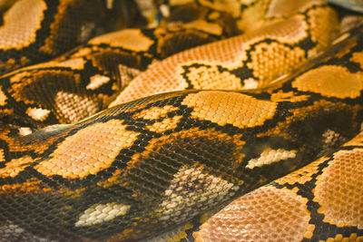 Pattern of python skin with a yellow vintage tone