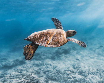 View of turtle swimming in sea