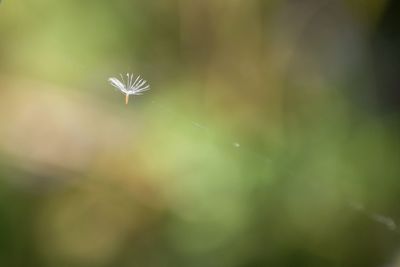 Close-up of dandelion flower against blurred background