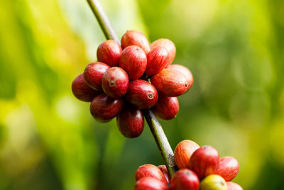 Close-up of red berries growing on plant