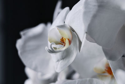 Close-up of white rose flower