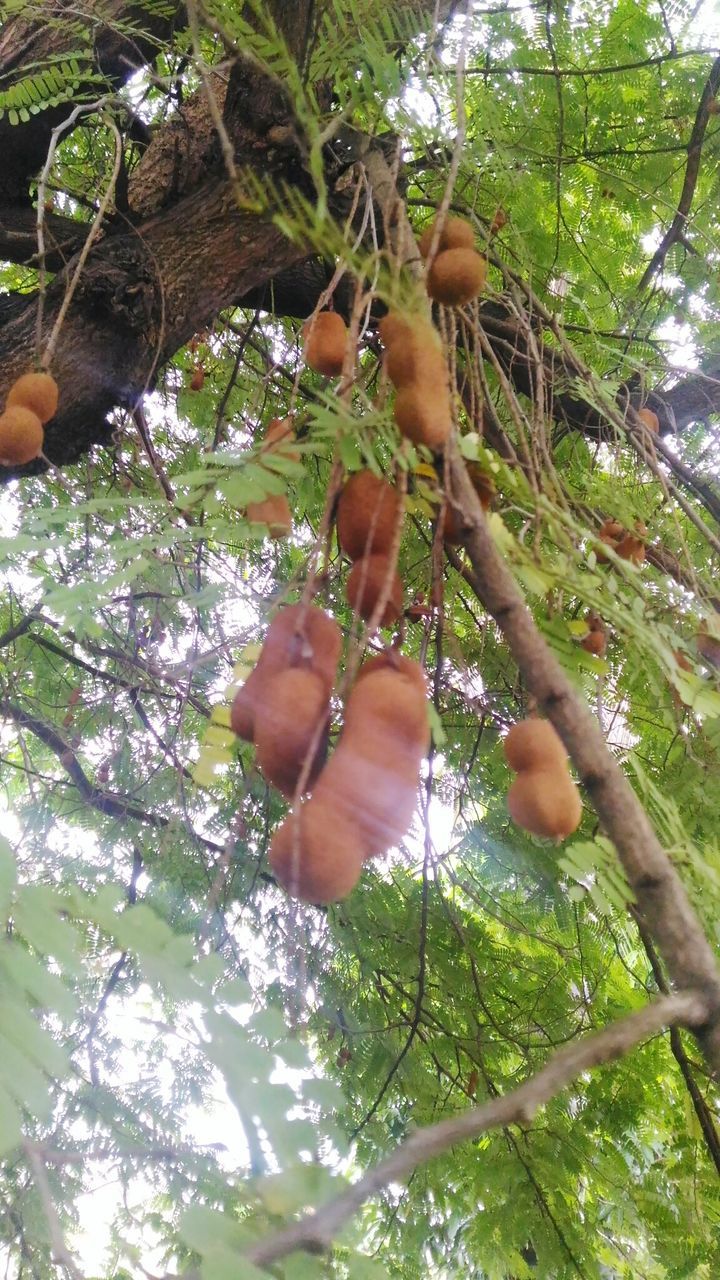 LOW ANGLE VIEW OF FRUIT HANGING ON TREE