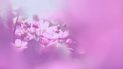 Close-up of pink cherry blossom