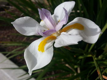 Close-up of white flower