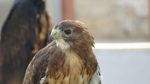 The face of a buzzard one of the most common birds of prey in my area