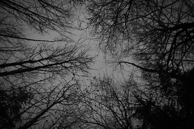 Low angle view of bare trees against sky