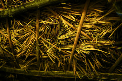 High angle view of dry plants