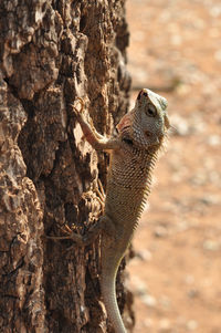 Close-up of lizard on tree trunk