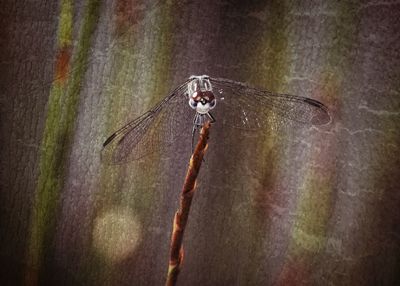Close-up of spider on web