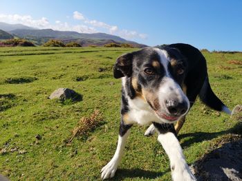 Dog in the field