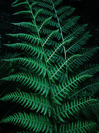 Full frame shot of fern leaves