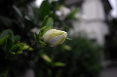 Close-up of flower bud