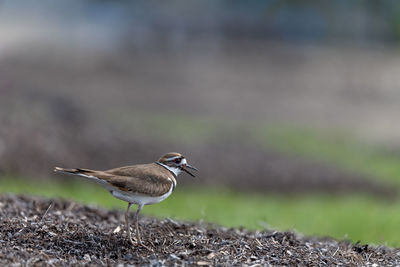 Close-up of bird perching on a field