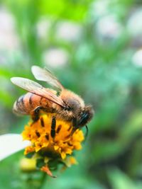 Close-up of bee pollinating on flower