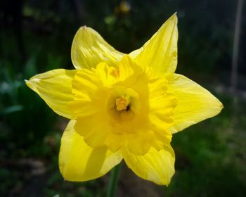 Close-up of yellow flower blooming outdoors