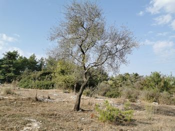 View of tree on field against sky