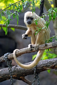 Portrait of monkey sitting on branch