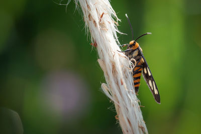 Close up of wasp moth resting alone