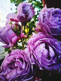 Close-up of purple flowers