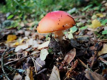 Close-up of fly agaric mushroom on field