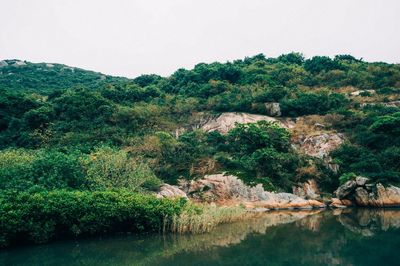 Scenic view of river in forest against sky