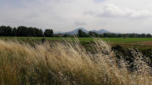 Scenic view of field against sky