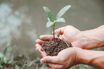 Close-up of hand holding plant