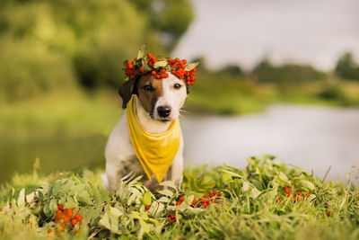 Portrait of a dog