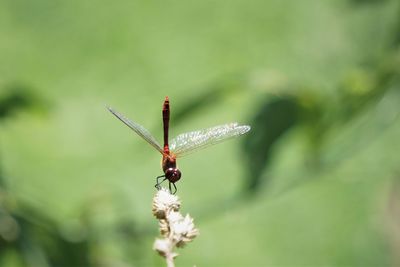 Close-up of dragonfly on plant