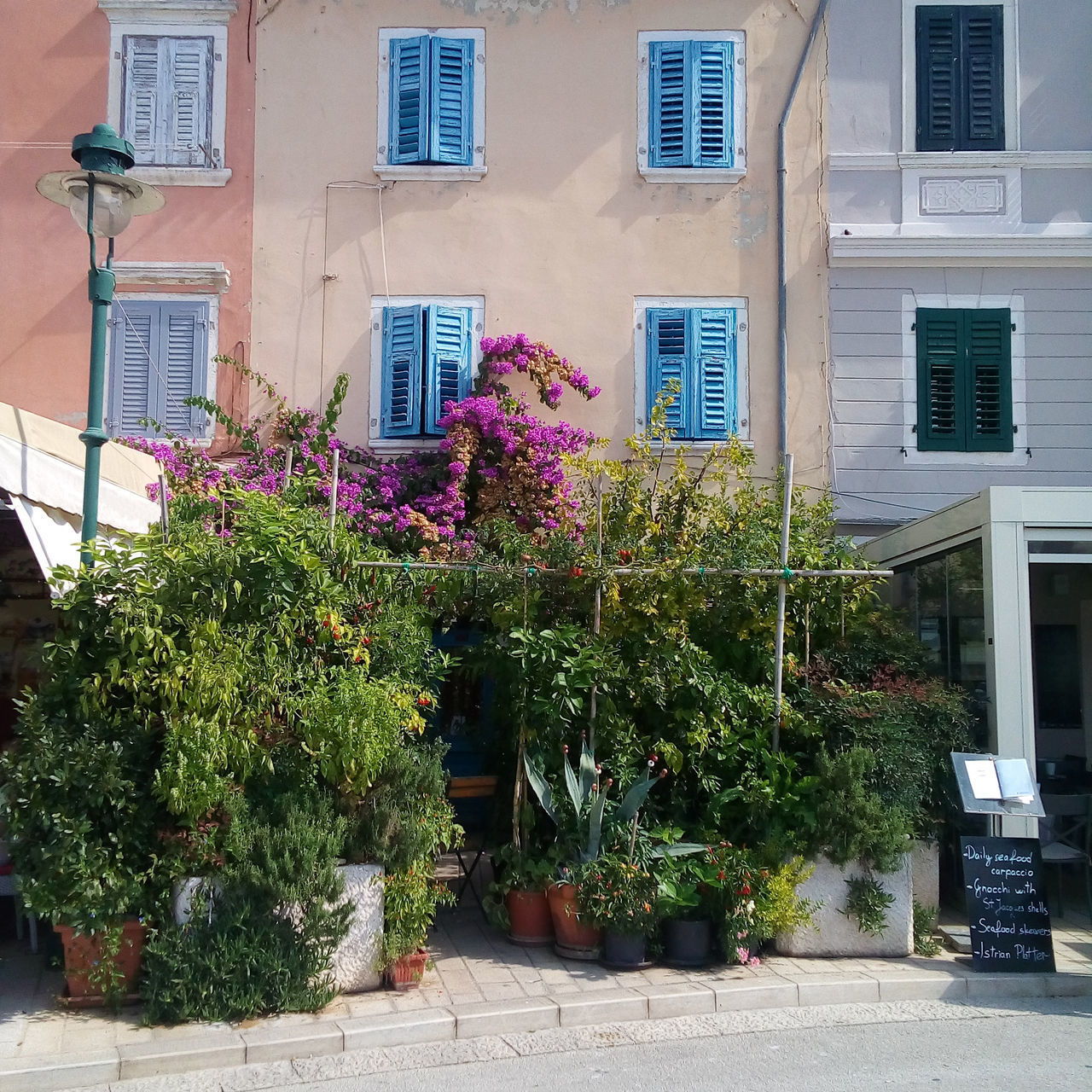 FLOWER PLANTS IN CITY