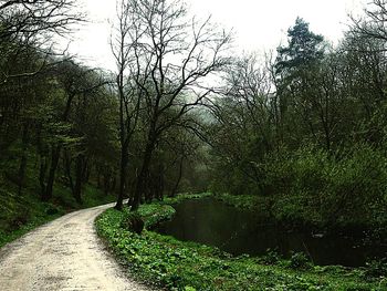 Road amidst trees in forest against clear sky