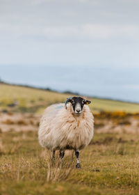 View of a sheep on field