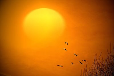 Silhouette birds flying against orange sky
