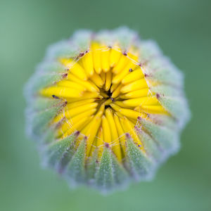 Close-up of yellow flower