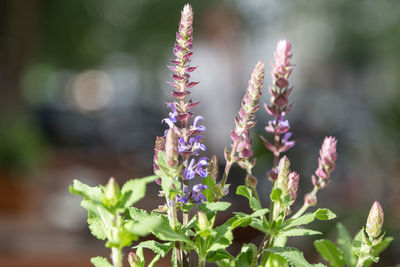 Close-up of lavender flowers