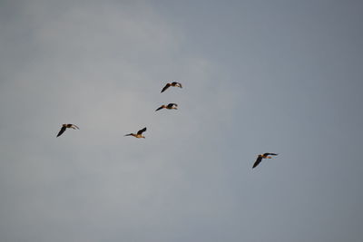 Low angle view of birds flying against sky