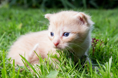 Cat looking away in a field