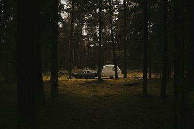 Car and trailer in forest