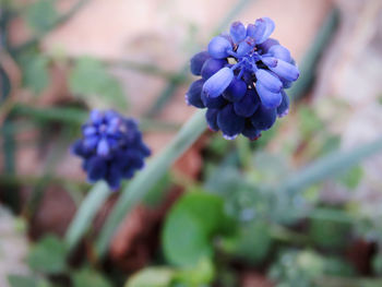 Close-up of purple flowering plant