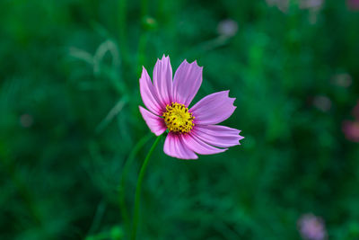 Close-up of white daisy flowers