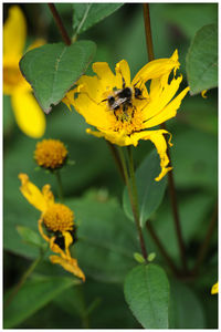 Close-up of bee on yellow flower
