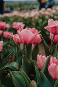 Close-up of pink flowering plants