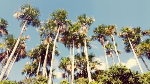 Low angle view of palm trees against sky