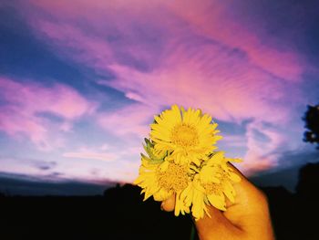 Cropped hand holding yellow flowers against sky