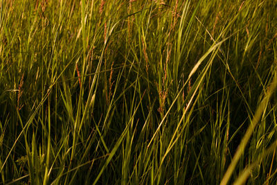 Full frame shot of crops growing on field