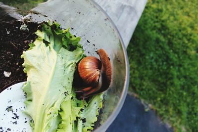 High angle view of snail on vegetable