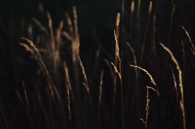 Close-up of stalks in field against sky at night